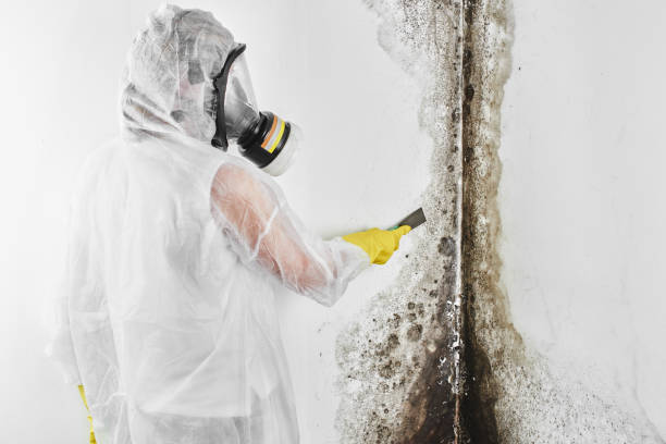 Best Mold Removal Near Me  in Redmond, WA