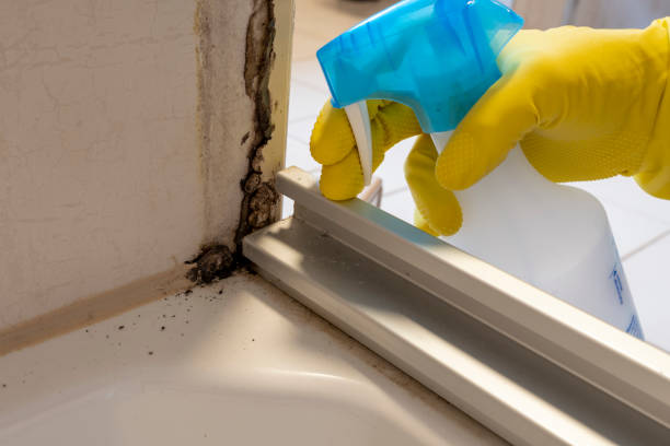 Redmond, WA Mold Removal Pros