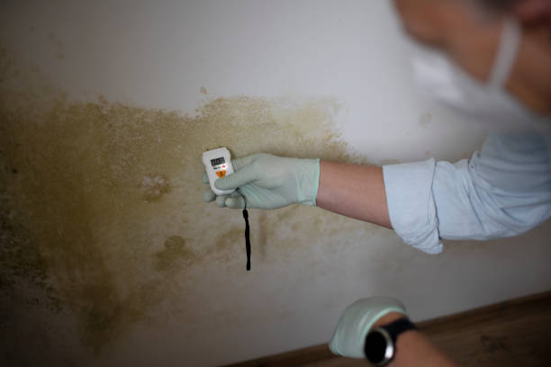 Mold Removal Process in Redmond, WA