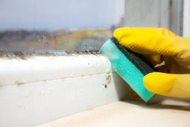 Reliable Redmond, WA Mold Removal Solutions