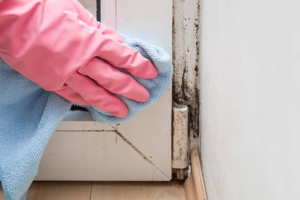 Best Emergency Mold Removal  in Redmond, WA